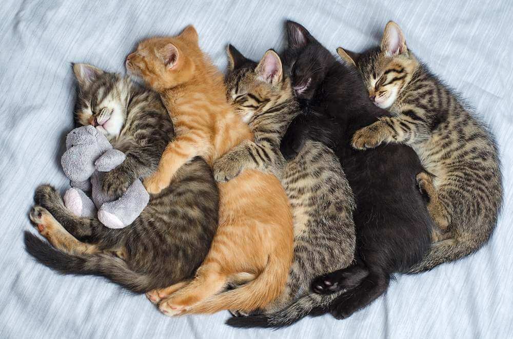 Five kittens snuggle in a line with their arms over one another, the last holding a stuffed animal.