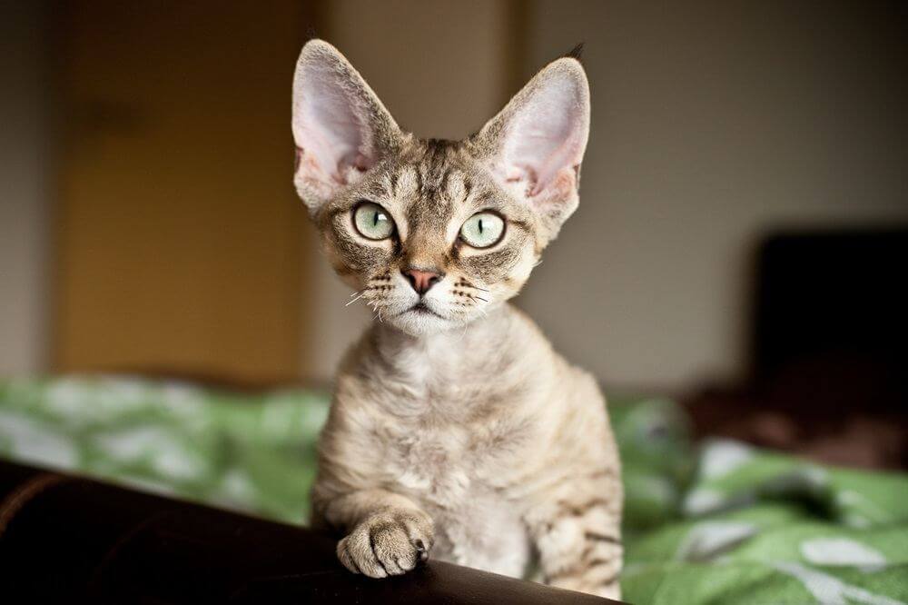 Funny Devon Rex kitten is looking what is going on