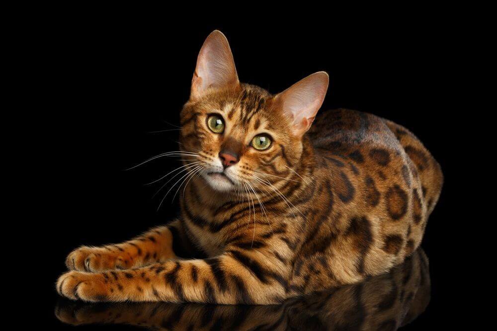 Gorgeous Spotted Bengal Cat Lying with kind eyes