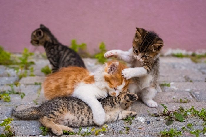 Group of four small kittens are playing in street