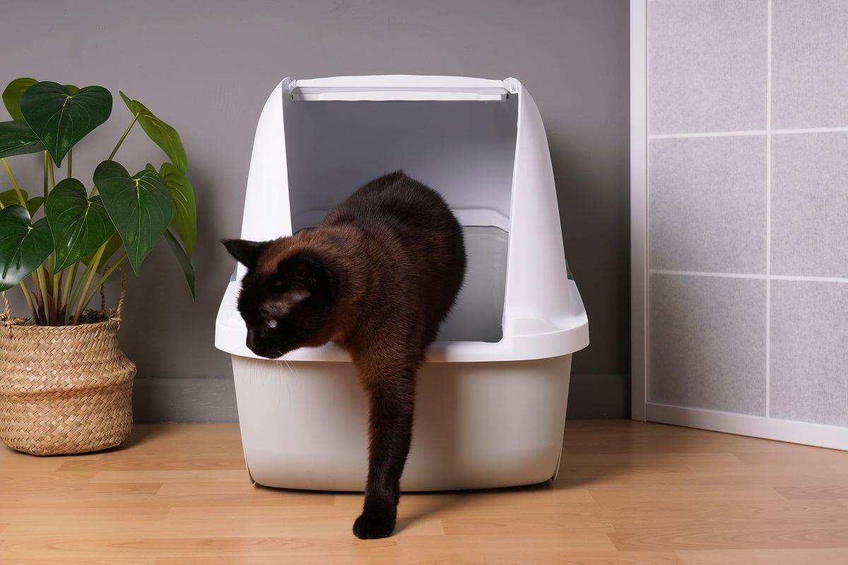 home interior with brown indoor cat stepping out of closed kitty litter box in living room