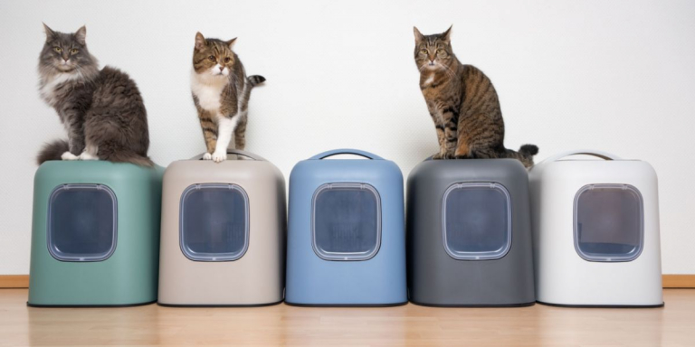 How Many Litter Boxes Should You Have per Cat?