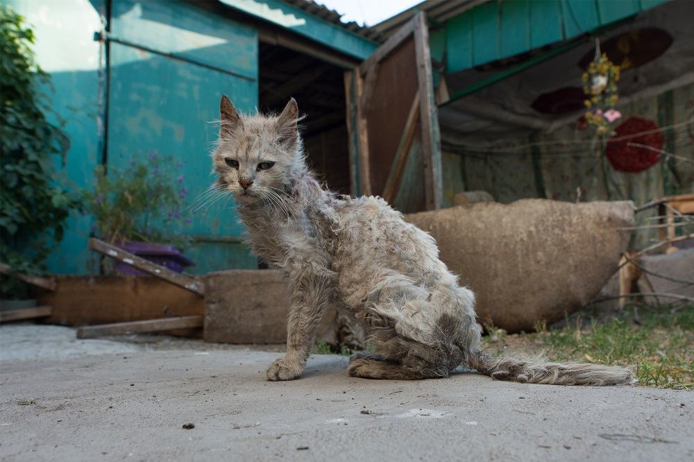 A very thin gray cat with a poor haircoat sitting outside a blue building with a corrugated metal roof.