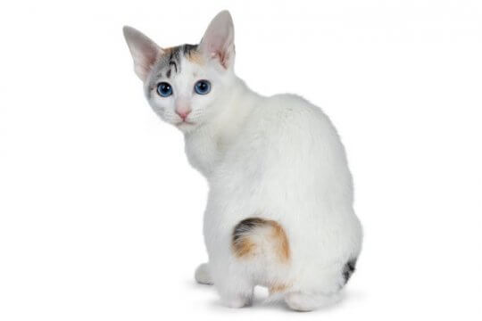 Japanese Bobtail