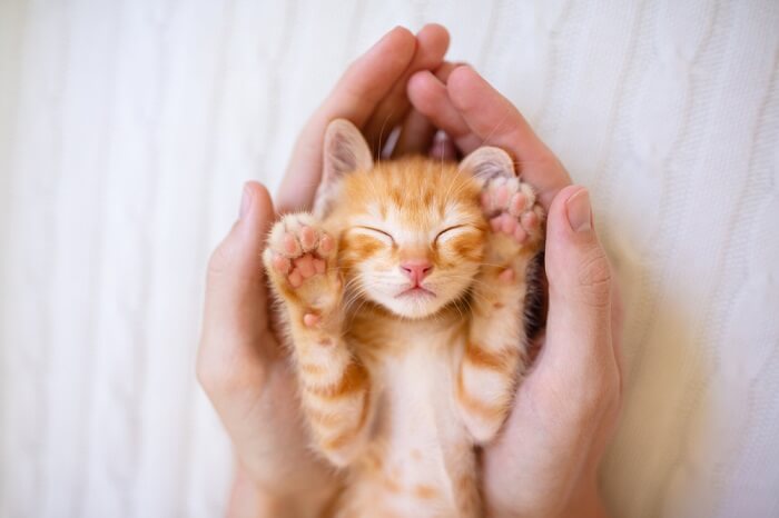 Person holding a tiny orange kitten