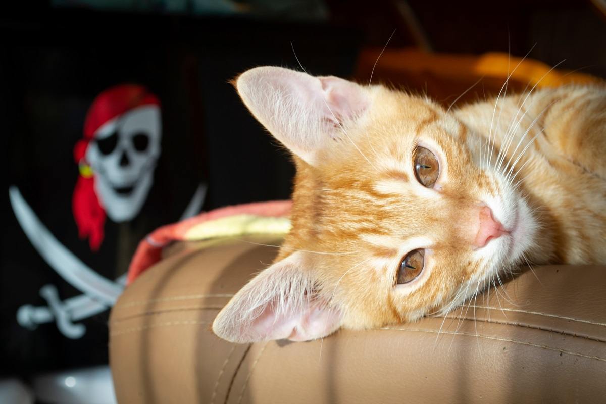 Lovely red kitten with pirate image in background.