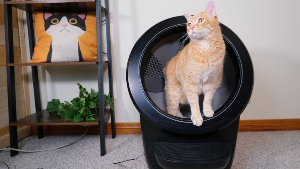 Litter Robot 4 Review Feature