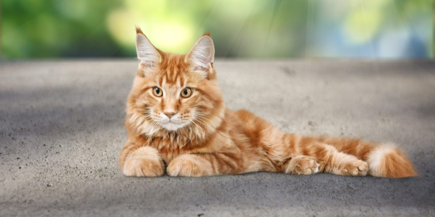 600 Best Male Cat Names With Meanings