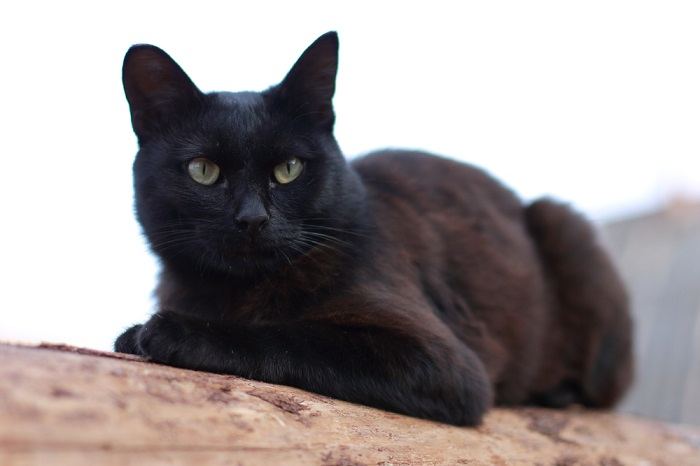 Male coffee-colored cat, exuding an air of sophistication.