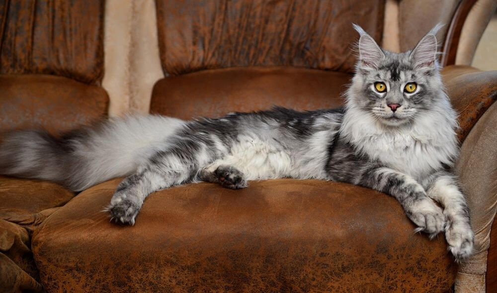 Marble silver Maine Coon kitten lies on a brown sofa