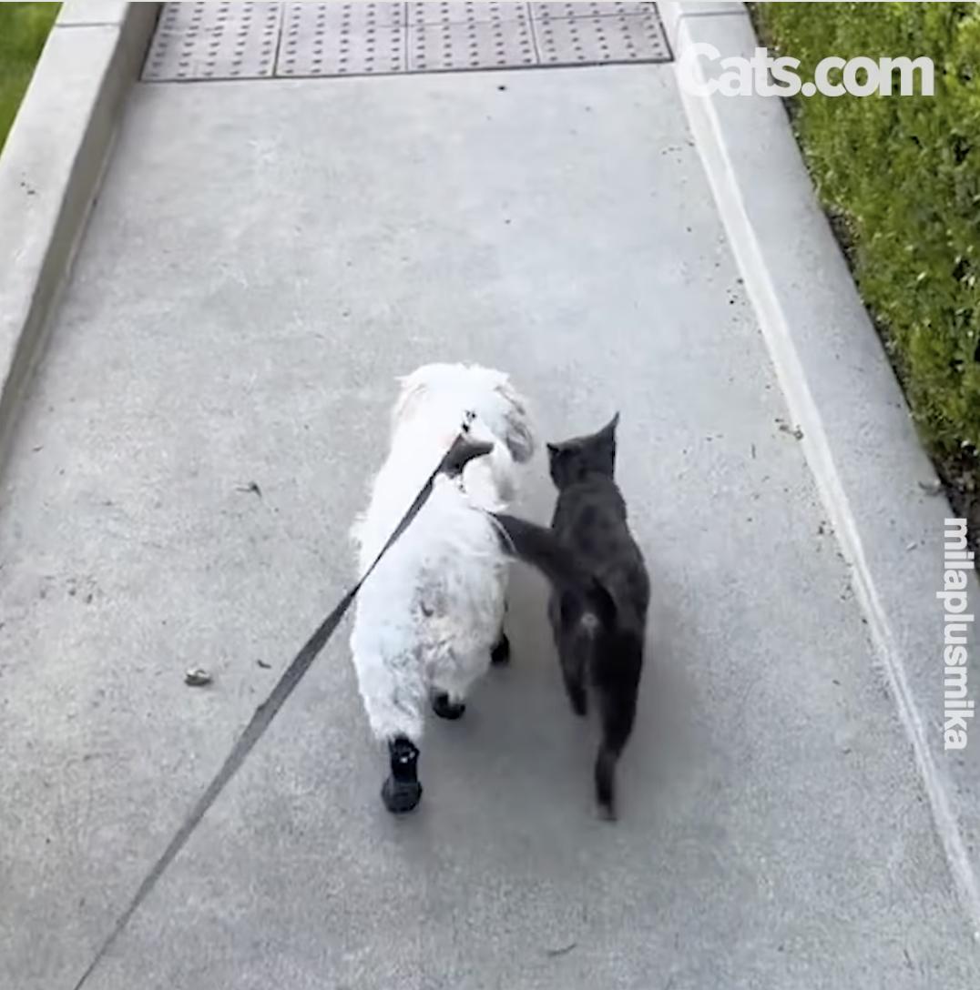 Mila and Mika on their daily walk