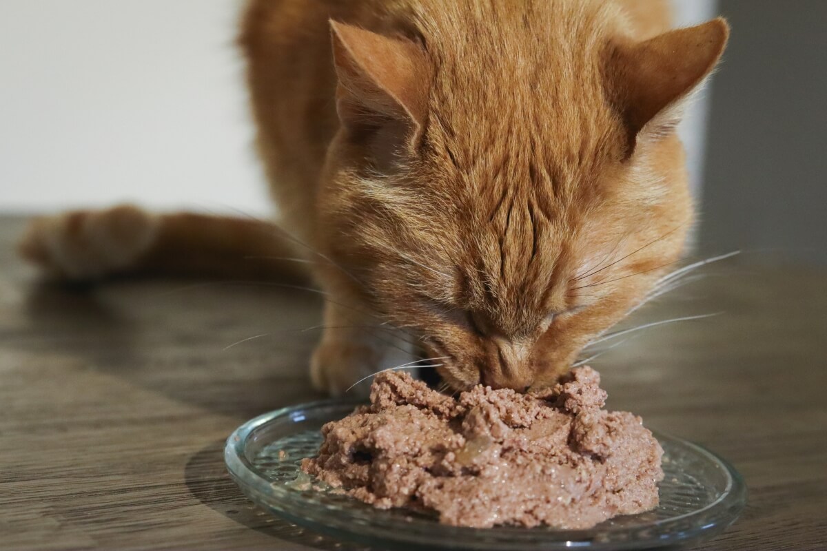 wet cat food fresh