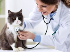 Persian cat with veterinarian doctor at vet clinic