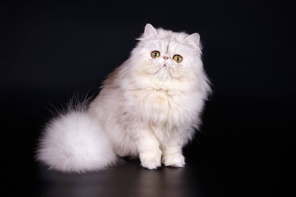 Persian silver cat