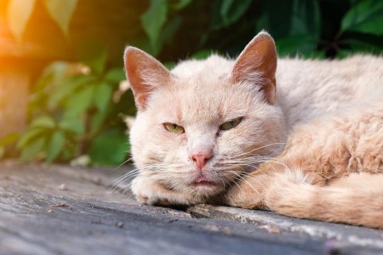 Hyperadrenocorticism (Cushing's Disease) in Cats