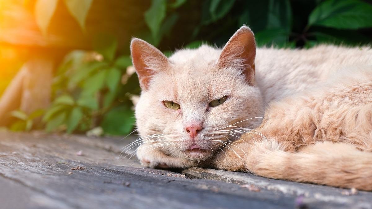 A close up of a cream colored cat curled up and resting with eyes open on an outside porch or deck in the sun.