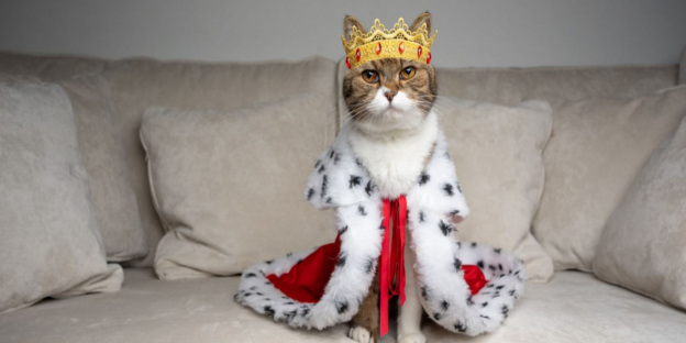 150 Best Royal Cat Names for Regal and Noble Kittens