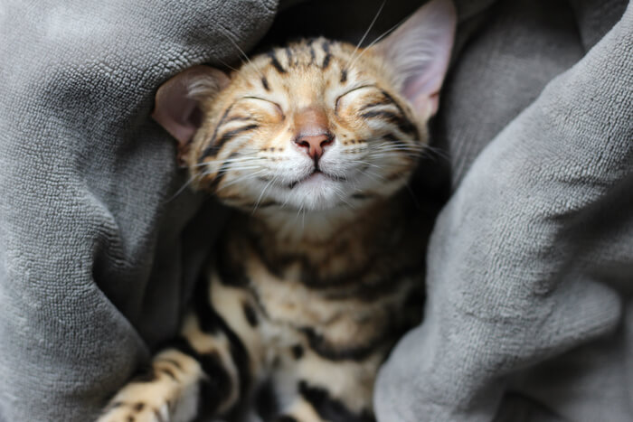 Tabby kitten