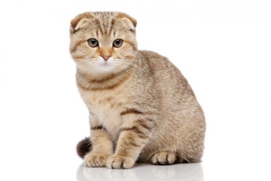 Scottish Fold