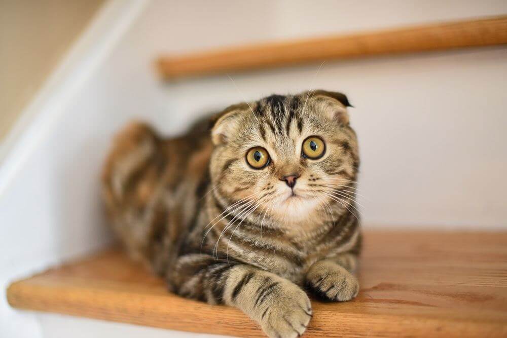 Small Brown Striped Scottish Fold Kitten Cat Hanging Out Around the House Napping with Folded Ears