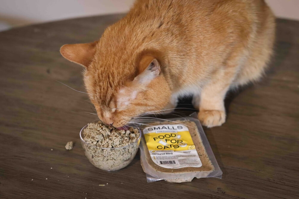 cat food for overweight cat