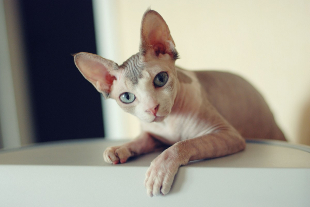 150 Best Cat Names for Sphynx Cats