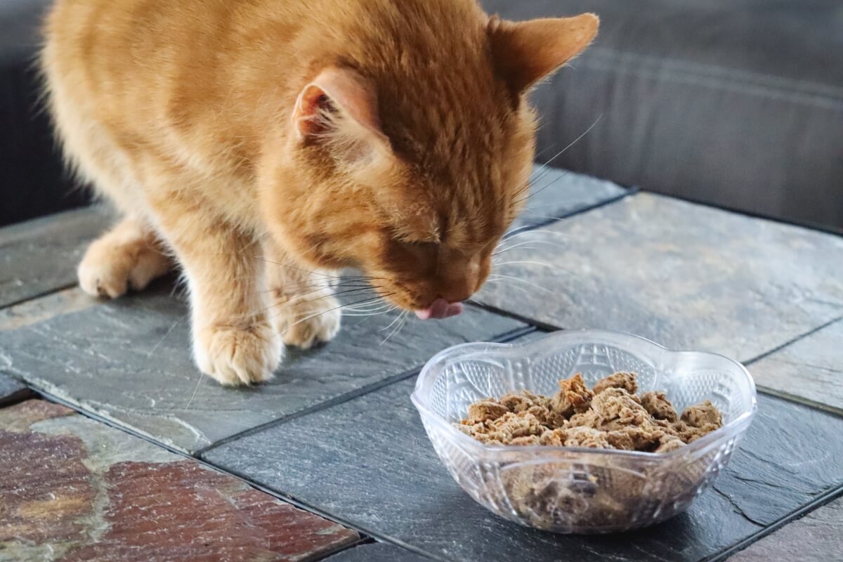 Best Cat Foods For Hairball Control