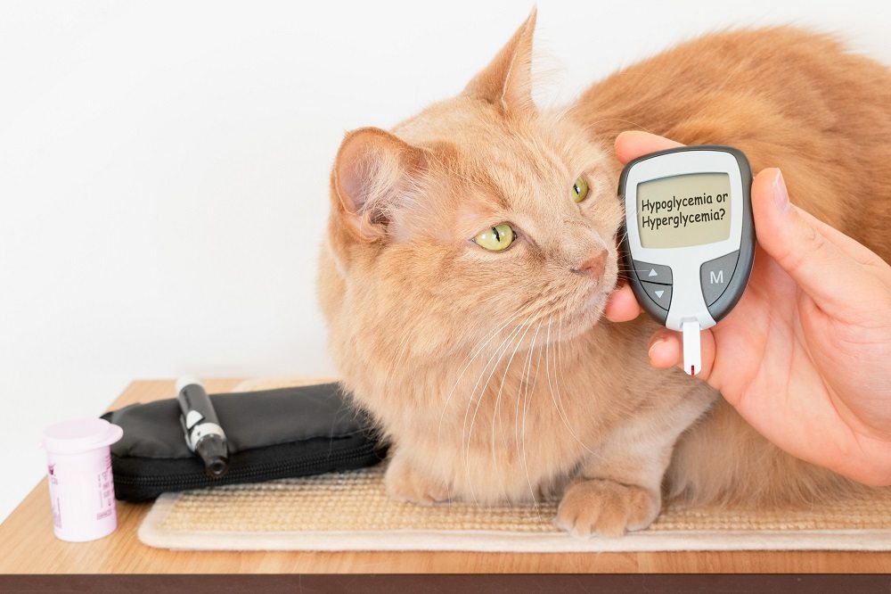 Close up of an orange cat looking off camera next to a human hand holding a glucose meter/glucometer