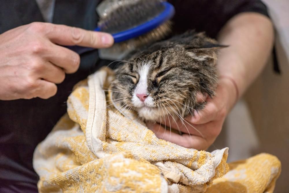 Tabby and white cat being groomed with a brush