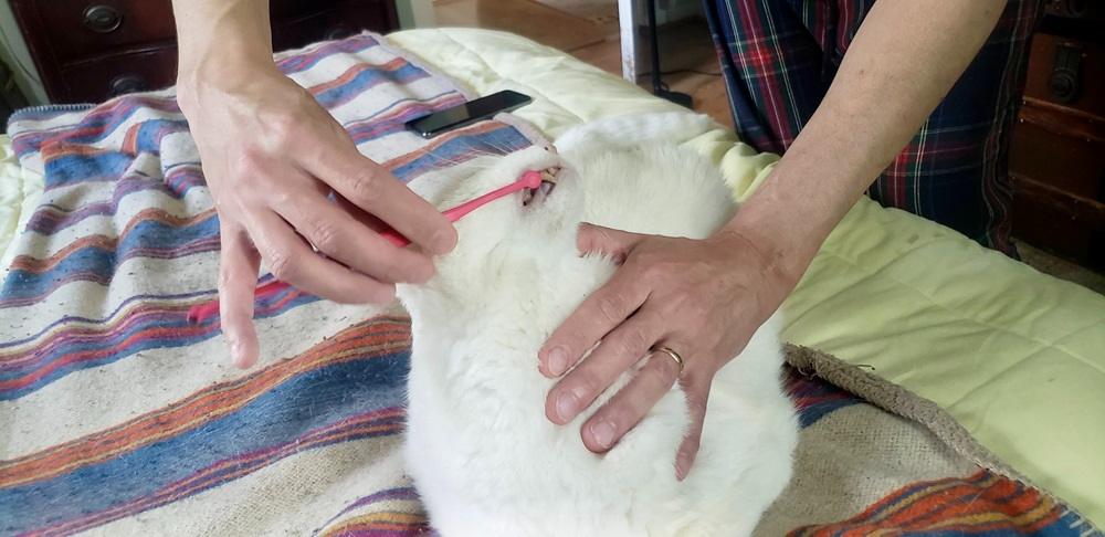 tester brushing cat’s teeth with RYERCAT toothbrush