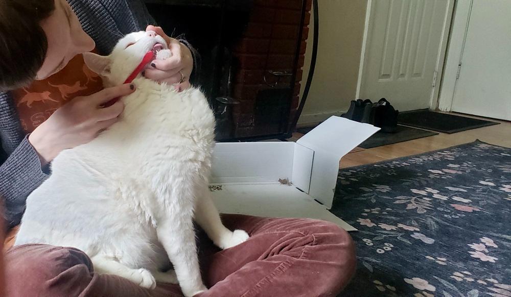 tester brushing cat’s teeth with Sentry cat toothbrush