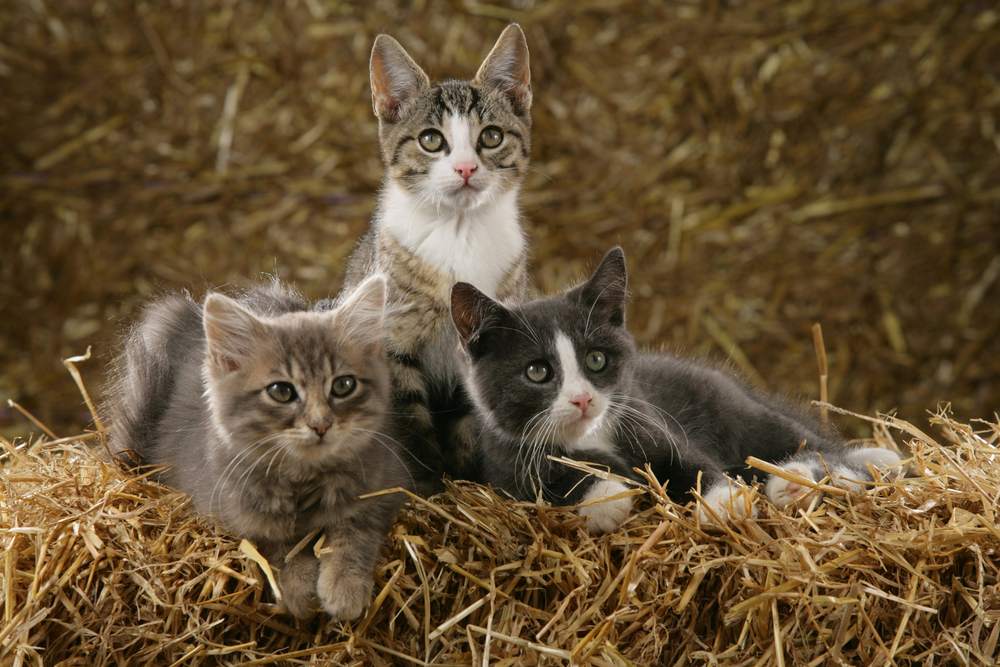 Three kittens sit on a bale of straw.