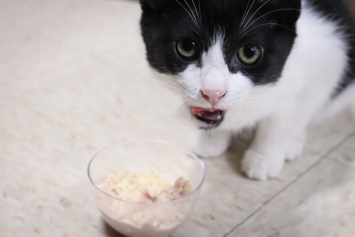 Testing the best cat foods for kittens