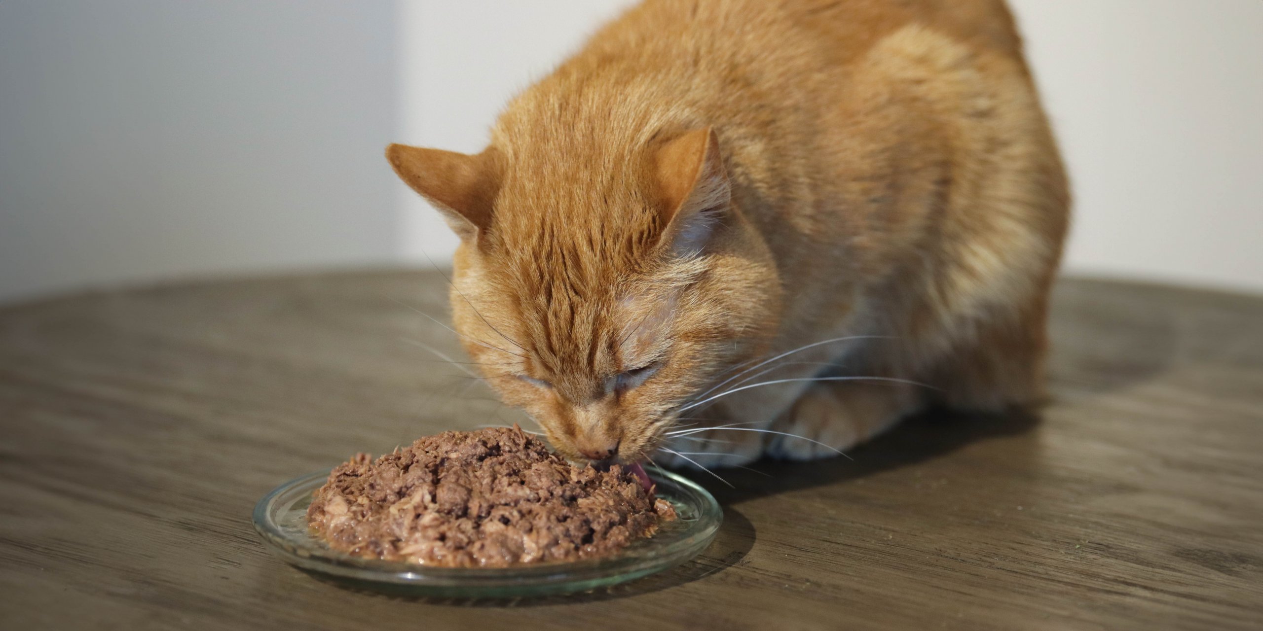 best weight gain cat food