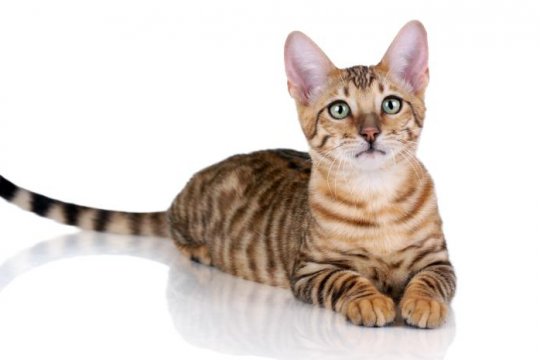 Toyger