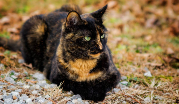 250 Best Names for Tortoiseshell Cats