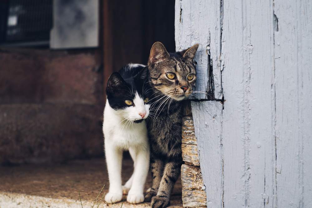 Two cats peer around the corner of a barn wall.