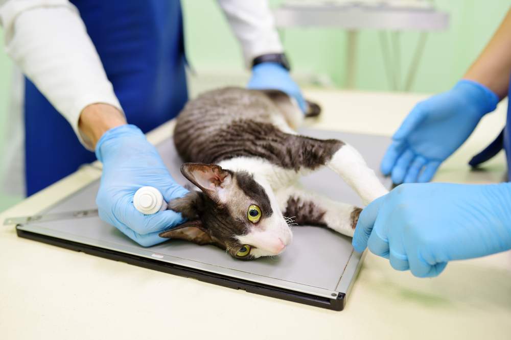 Two veterinarians preparing a cat for x-rays