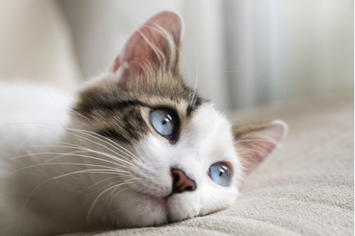 100 Most Popular Unisex Cat Names