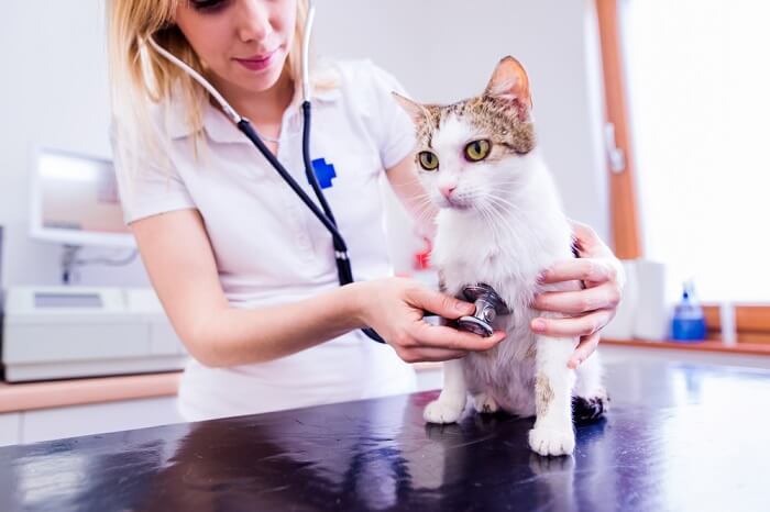 An image portraying a veterinarian performing a thorough examination of a cat's abdomen.