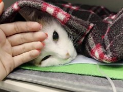 Veterinarian stroking cats head in hospital