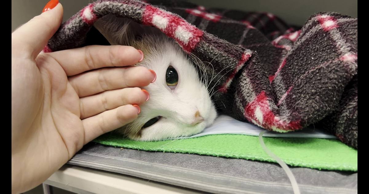 Veterinarian stroking cats head in hospital