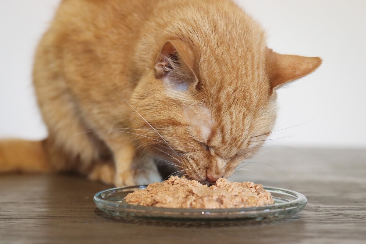 best grain free cat food