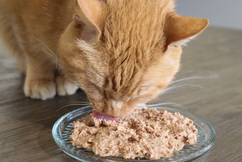 Orange tabby cat eating wet food