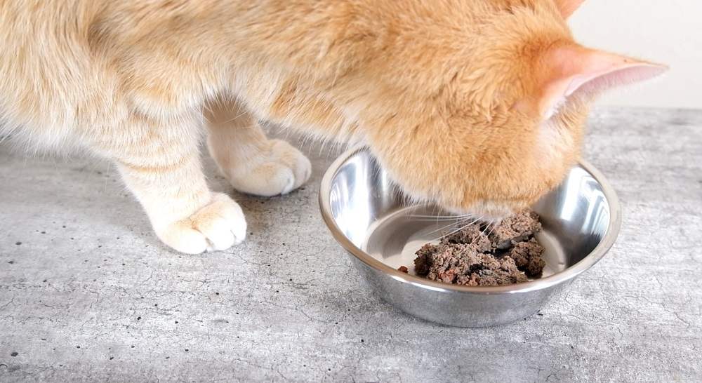 Testing cat food to prevent vomiting