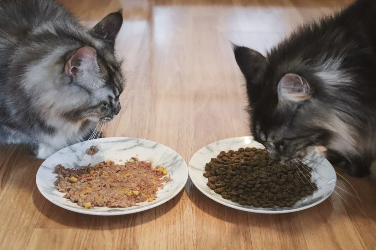 Wet vs Dry Cat Food