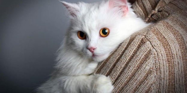 185 Best Names For White Cats With Meanings