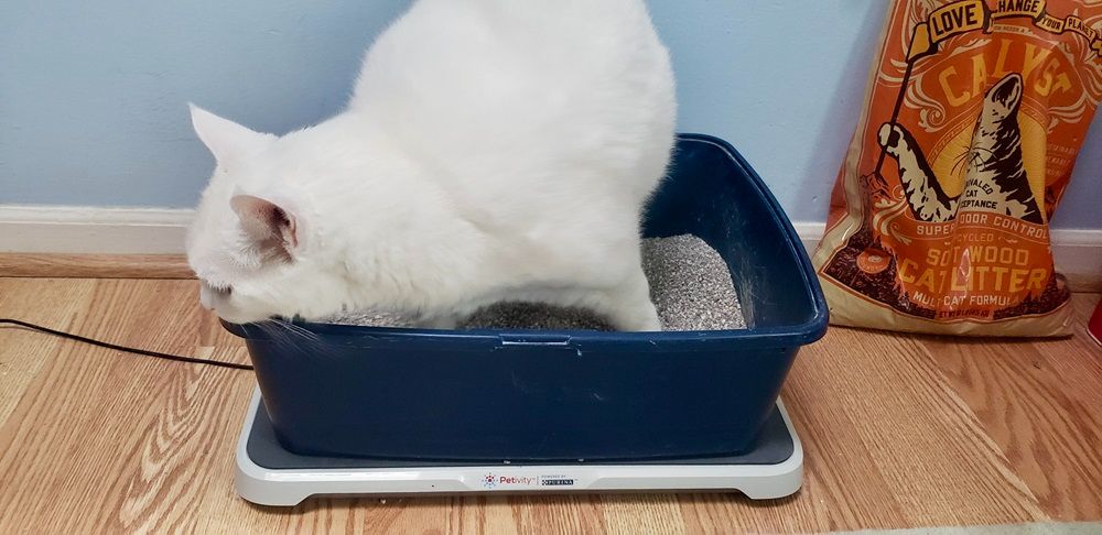 white cat in litter box placed on Petivity monitor