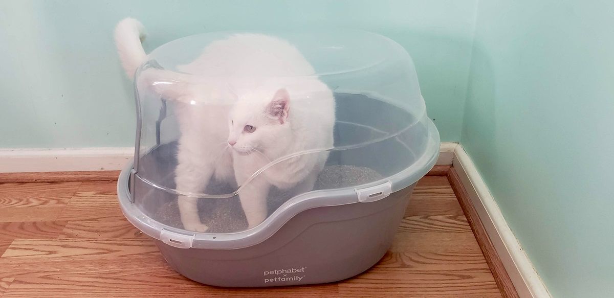 white cat inside the Petphabet hooded litter box