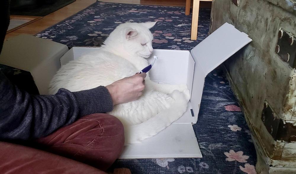 white cat smelling toothpaste on cat toothbrush